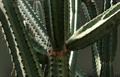 Cereus validus